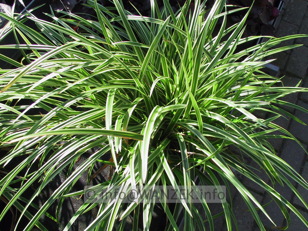 Carex morrowii Variegata 02.JPG